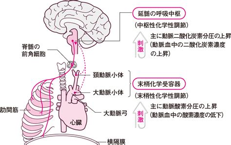 呼吸困難心理作用|1 呼吸困難のメカニズム